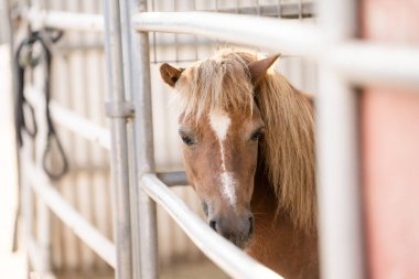 Miniture horse looking through the stall clipart