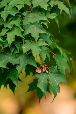 Akçaağaç yaprakları ve yeşillikler arasında tohumlar