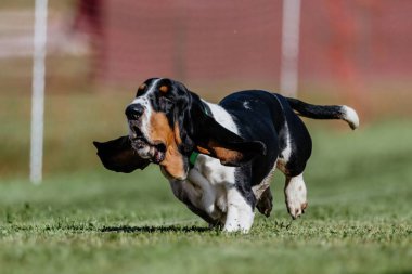 Basset Tazı Koşan Yem Kursu Köpek Sporu