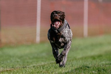 Safkan Alman Kısaltması Pointer Koşu Pisti Köpek Sporu