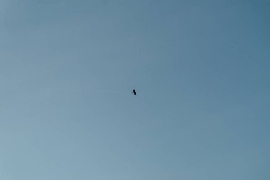 Yalnız bir leylek, alacakaranlıkta açık mavi gökyüzünde zarafetle süzülüyor.