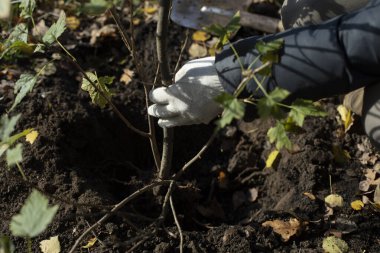 Bahçeye bitki ekiyorum. Tohum ekme.