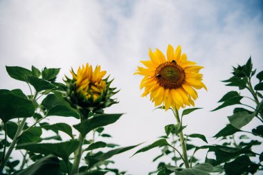 İki ayçiçeği gökyüzüne doğru yükseliyor, biri tamamen çiçek açmış.