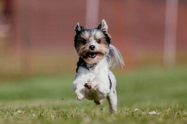 Safkan Biewer Teriyeri Yedek Pist Köpek Sporu