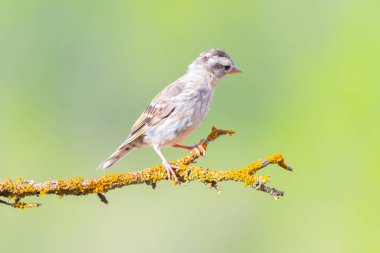 Kaya Serçesi 'nin kuş türü, Petronia Petronia bir ağaç dalında