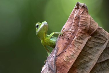 Bronchocela jubata, commonly known as the maned forest lizard clipart