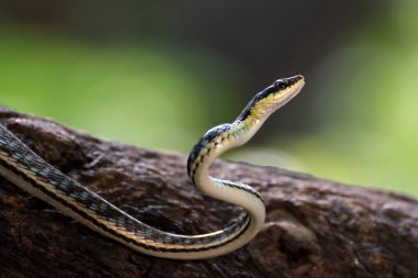 Ağaç dalında Bronzeback ağaç yılanı (Dendrelaphis formosus)