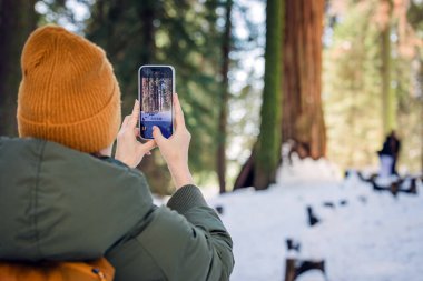 A person takes a picture of tall trees in a snowy forest clipart