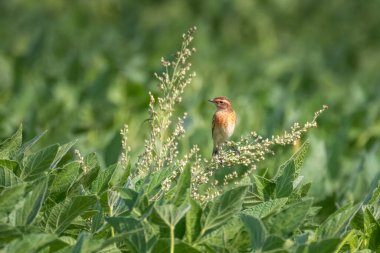 A common whinchat sits on the green soybean plant clipart