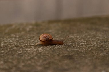 Salyangoz beton yüzeyde sürünüyor.