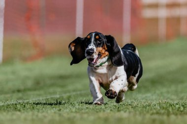 Basset Tazı Koşan Yem Kursu Köpek Sporu