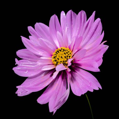 Siyah arka planda çiçek açan pembe kozmos.