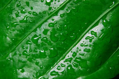 Yağmur mevsiminde yeşil yaprağın üzerindeki yağmur damlalarının tam kare görüntüsü