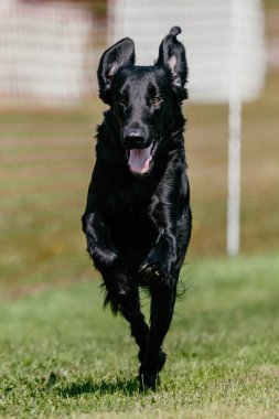 Siyah Düz Kaplama Av Köpeği Koşu Alanı Köpek Sporu