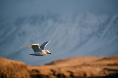 Dağların vahşi doğasında uçan beyaz martı.