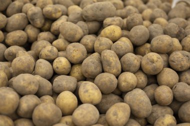Markette patates. Kök sebze dokusu. Büyük boy patates..