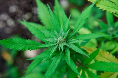 Sahada büyüyen kenevirin yakın görüntüsü