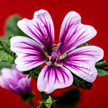 Kırmızı arka planda çiçek açan pembe Malva Sylvestris Zebrina