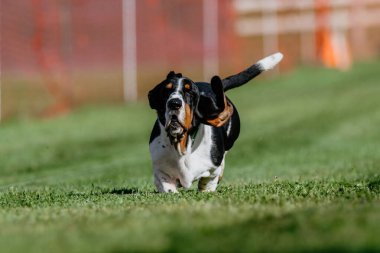 Basset Hound Running Lure Course Dog Sport clipart