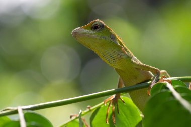 Bronchocela jubata, commonly known as the maned forest lizard clipart