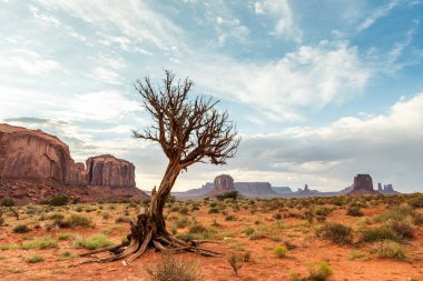 Anıt Vadisi 'nde ikonik Mesa oluşumları ve gökyüzü ile yıpranmış ağaç..