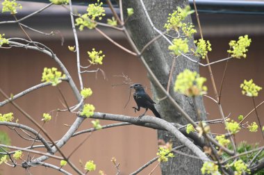 Ağızda bir dal olan Ağaca tünemiş Sıradan bir Grackle