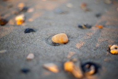 Altın saat boyunca kumsaldaki midye kabuğunun makro çekimi.