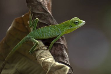 Bronchocela jubata, halk arasında yamanmış orman kertenkelesi olarak bilinir.