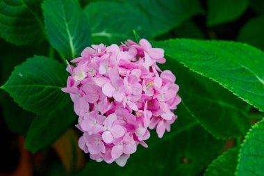 Bahçedeki pembe ortanca çiçeklerine yakın çekim