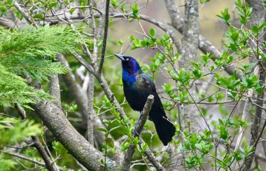 Ağaca tünemiş yaygın Grackle