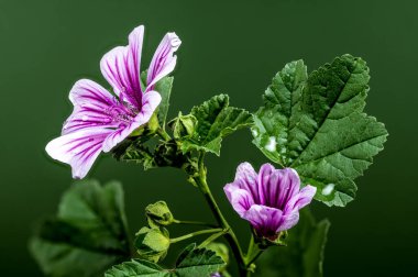 Yeşil arka planda çiçek açan pembe Malva Sylvestris Zebrina