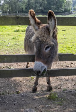 Donkey enjoying the grass on a summers day clipart