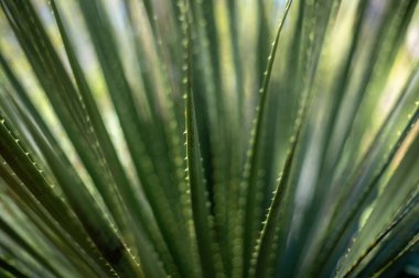 Dasylirion texanum yapraklarının makro görüntüsü
