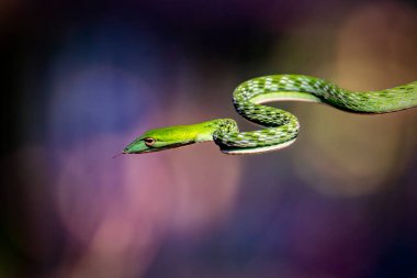 Asya asma yılanı (Ahaetulla prasina)