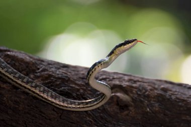 Ağaç dalında Bronzeback ağaç yılanı (Dendrelaphis formosus)
