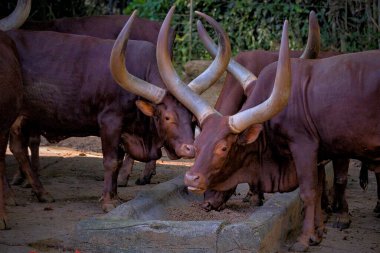 watusi cows on the prairie clipart