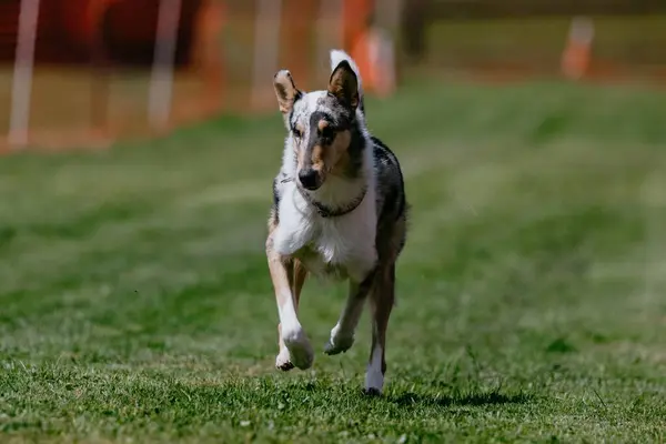 stock image Merle Purebred Smooth Collie Running Lure Course Dog Sport