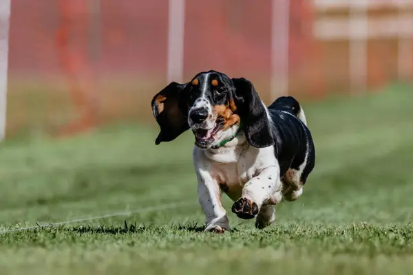 Stock image Basset Hound Running Lure Course Dog Sport