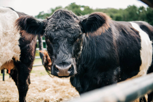 Крупный план черной коровы, смотрящей в камеру на ферме