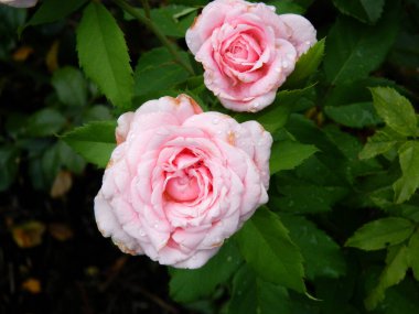 Yağmur fırtınasından sonra sulu çiğ damlacıklarıyla yemyeşil pembe güller