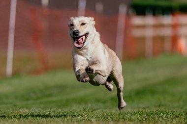 Sarı Labrador Retriever Laboratuvarı Lure Course Dog Sport 'u çalıştırıyor