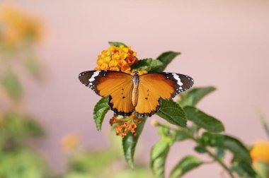 Danaus chrysippu ailesinin kelebeğinin portresi
