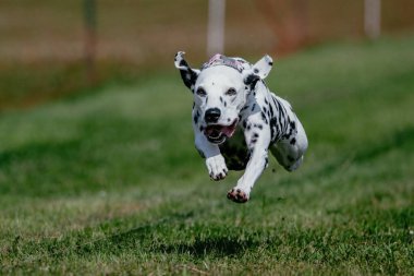 Siyah ve Beyaz Safkan Dalmaçyalı Koşan Yem Alanı Köpek Sporu