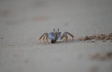 Gündüz vakti kumlu bir sahilde Ocypode Saratan
