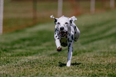 Siyah ve Beyaz Safkan Dalmaçyalı Koşan Yem Alanı Köpek Sporu