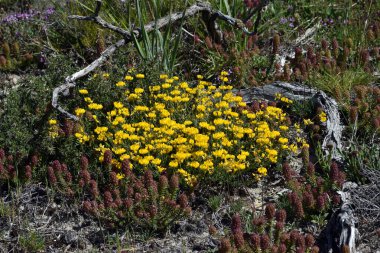 Sarı çiçekli litofil bitkisi. Lotus corniculatus.