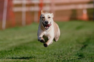 Sarı Labrador Retriever Laboratuvarı Lure Course Dog Sport 'u çalıştırıyor