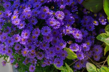 Parlak Mor Asterlar ve Parlak Yeşil Yapraklar