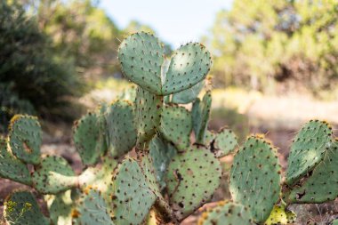 Kalp şeklinde dikenli armut kaktüsü. Etrafı çöl manzarasıyla çevrili.