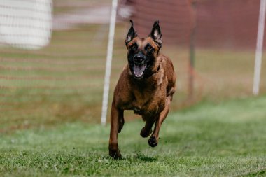 Malinois Belçika 'nın Koşan Kursu Köpek Sporu